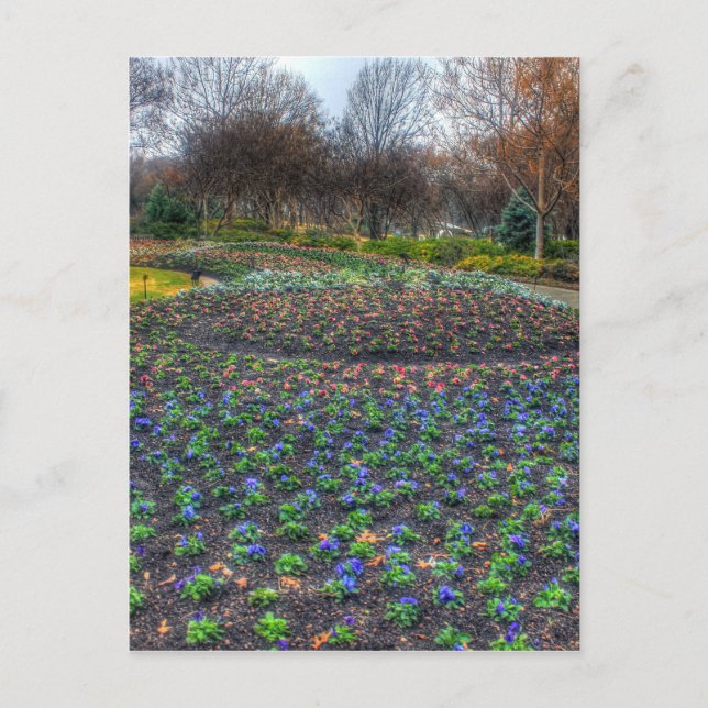 Dallas Arboretum and Botanical Gardens flower bed Postcard (Front)