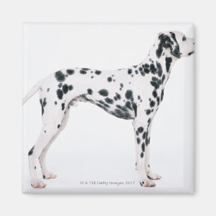 Dalmatian 3 magnet