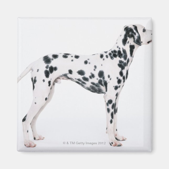Dalmatian 3 magnet (Front)