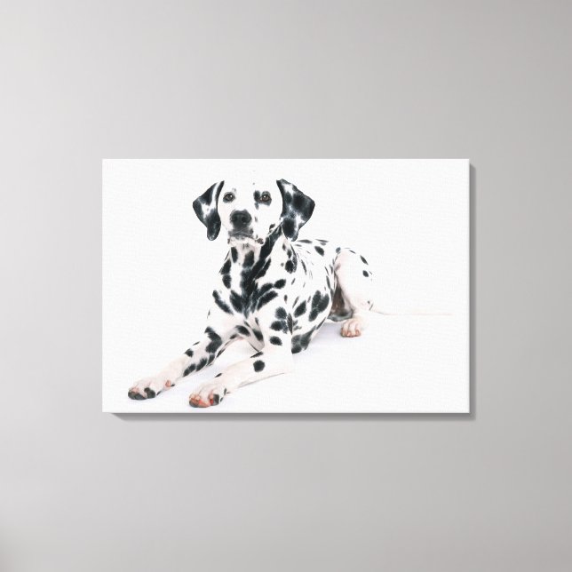 Dalmatian 4 canvas print (Front)