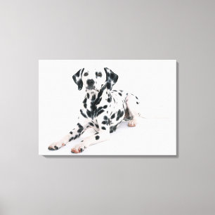 Dalmatian 4 canvas print