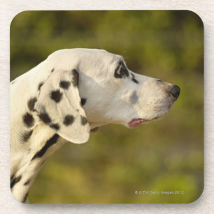 Dalmatian 4 coaster