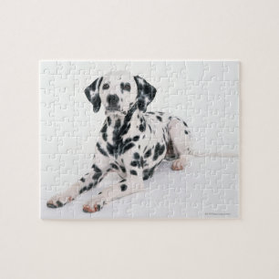 Dalmatian 4 jigsaw puzzle