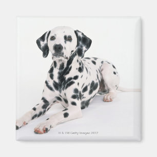 Dalmatian 4 magnet