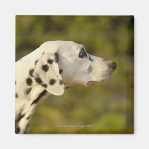 Dalmatian 4 magnet