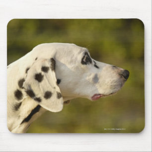 Dalmatian 4 mouse mat