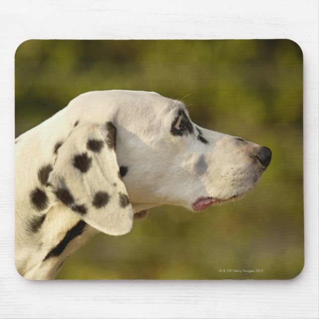 Dalmatian 4 mouse mat (Front)