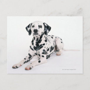 Dalmatian 4 postcard