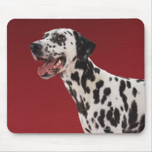 Dalmatian 6 mouse mat