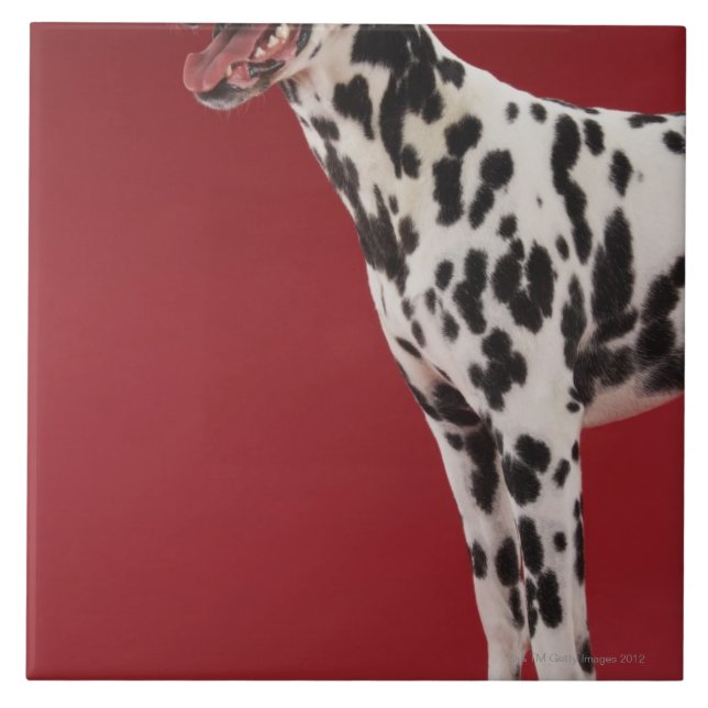 Dalmatian 6 tile (Front)