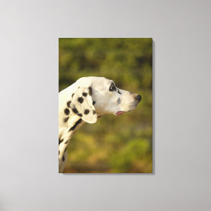 Dalmatian 9 canvas print
