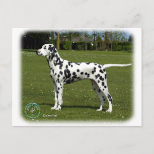 Dalmatian 9T085D-119 Postcard