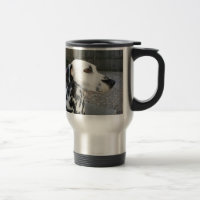 Dalmatian - Cindy's Reina