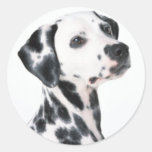 Dalmatian Classic Round Sticker