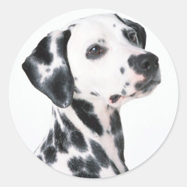 Dalmatian Classic Round Sticker (Front)