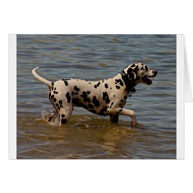 Dalmatian Dog (Front Horizontal)