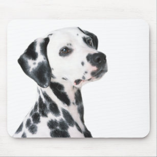 Dalmatian dog beautiful photo, gift mouse mat