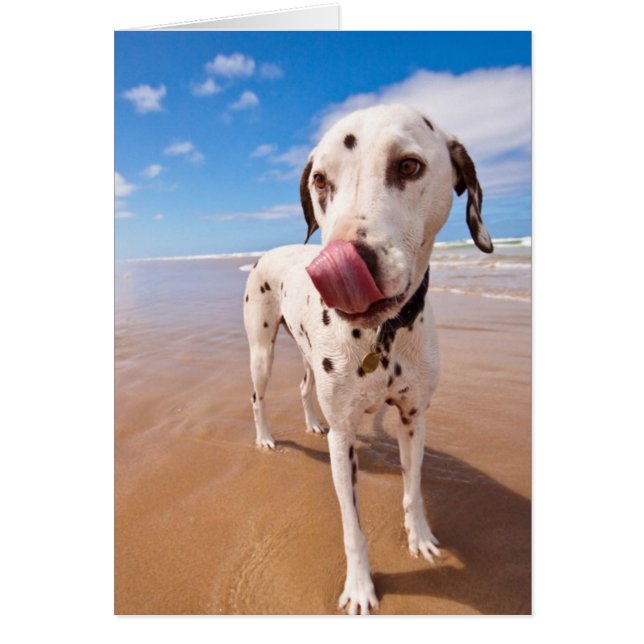 Dalmatian Dog On Beach (Front)