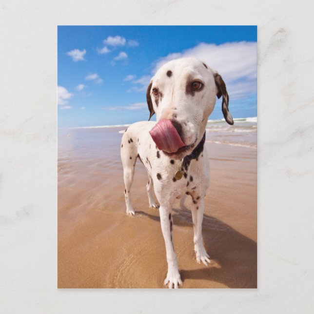 Dalmatian Dog On Beach Postcard (Front)
