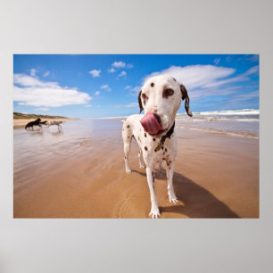 Dalmatian Dog On Beach Poster
