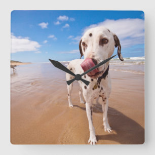 Dalmatian Dog On Beach Square Wall Clock