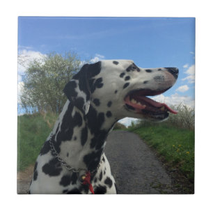 Dalmatian Dog on Walking Path, Sunny Day Tile