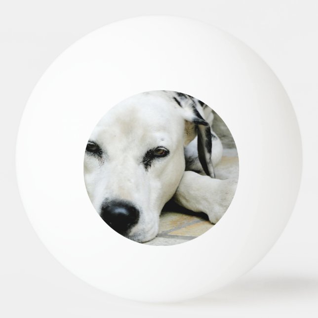 Dalmatian Dog Ping Pong Ball (Front)