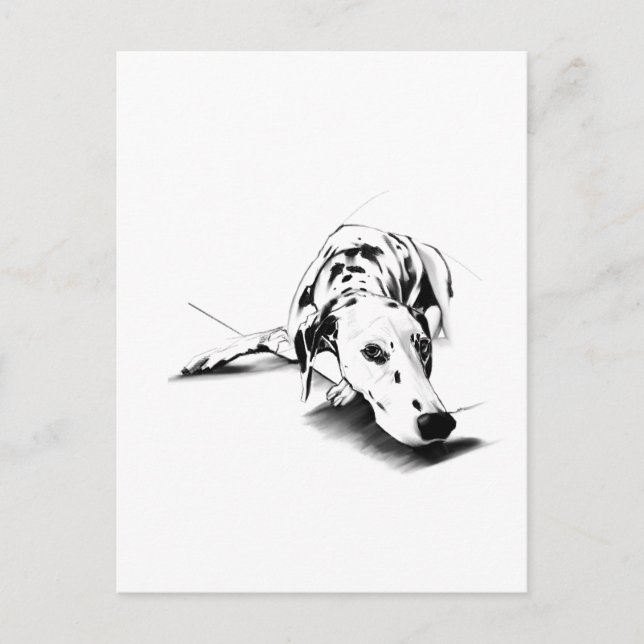 Dalmatian Dog Postcard – Hand Drawn (Front)