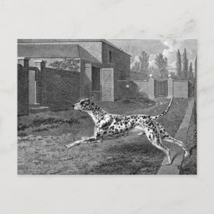 Dalmatian Dog Vintage Drawing Postcard