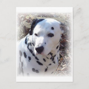 Dalmatian Fire Dog Postcard