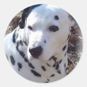 Dalmatian Fire Dog Sticker