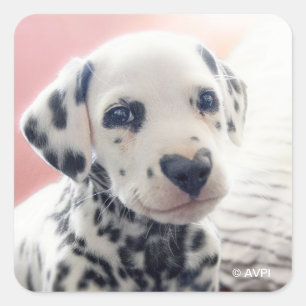 Dalmatian Heart Nose Square Sticker
