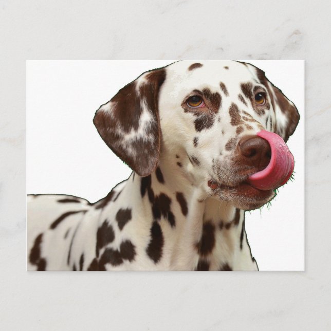 dalmatian liver licking postcard (Front)