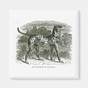 Dalmatian Magnet