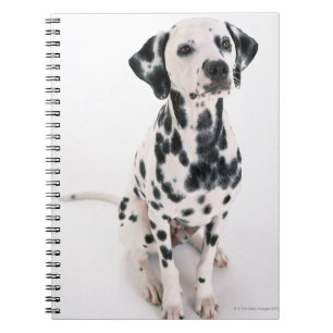 Dalmatian Notebook