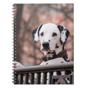 Dalmatian Notebook