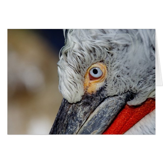 Dalmatian Pelican (Front Horizontal)