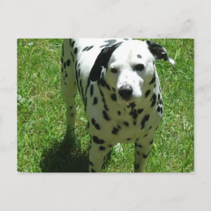Dalmatian Photo Postcard