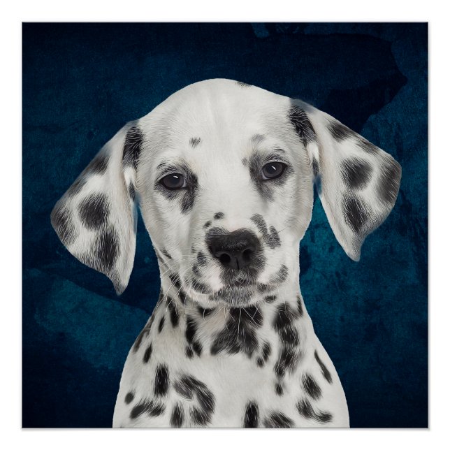 Dalmatian Poster (Front)