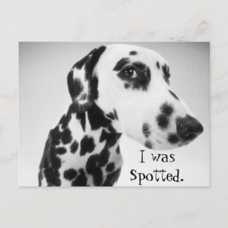 Dalmatian Products Postcard