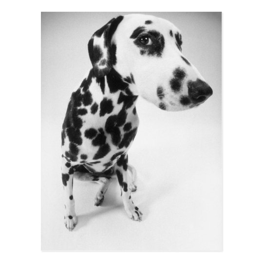 Dalmatian Products Postcard