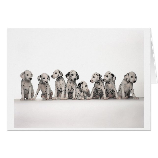 Dalmatian Puppies Card (Front Horizontal)