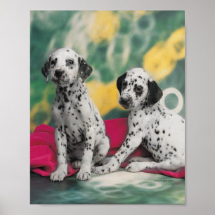 Dalmatian Puppies Poster