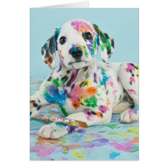 Dalmatian Puppy (Front)