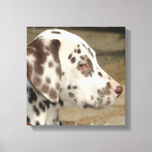 Dalmatian Puppy Canvas Print