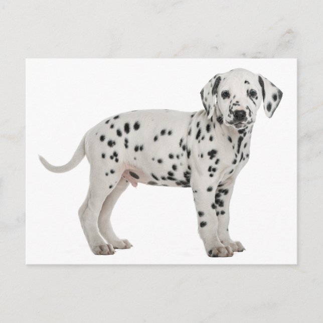 Dalmatian Puppy Dog Hello, Thank You, Love, Sorry Postcard (Front)