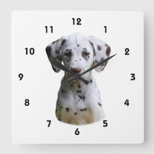 Dalmatian puppy dog photo square wall clock
