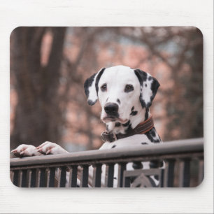 Dalmatian, puppy, domestic animal mouse mat