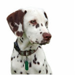 Dalmatian puppy photo sculpture, gift idea standing photo sculpture<br><div class="desc">Cute liver spotted dalmatian puppy photo sculpture.  great gift idea for dog lovers,  kids,  children</div>