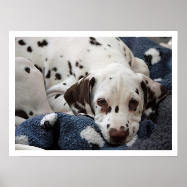 Dalmatian Puppy Poster (Front)